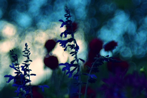 Rhapsody in blue | by Pixelchen1