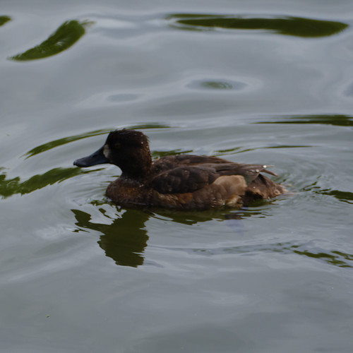 Young tufted duck, River Avon