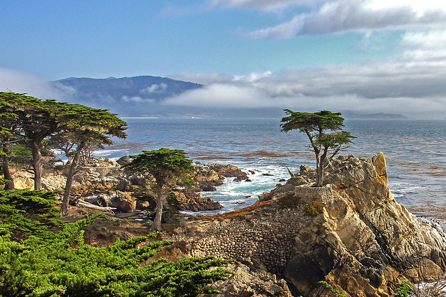 Lone Cypress-17 Mile Drive-PCH 1-Monterey CA 0351
