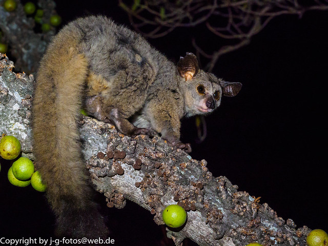 Thick-tailed Bushbaby