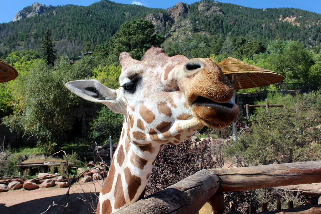 Colorado Springs: Cheyenne Mountain Zoo - Giraffe Feeding … | Flickr