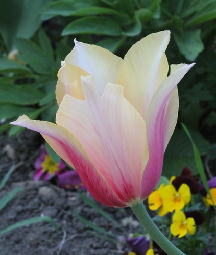 Tulipa - grands hybrides - tulipes chics et kitch (sections 1 à 11) 35636002623_9e9c58130a