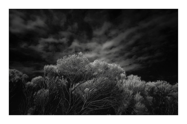 Winter Banksia