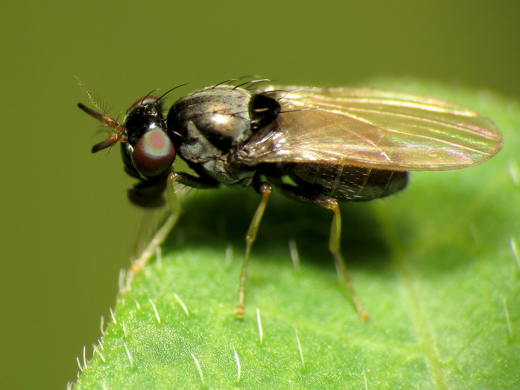 Little Lauxaniid Fly