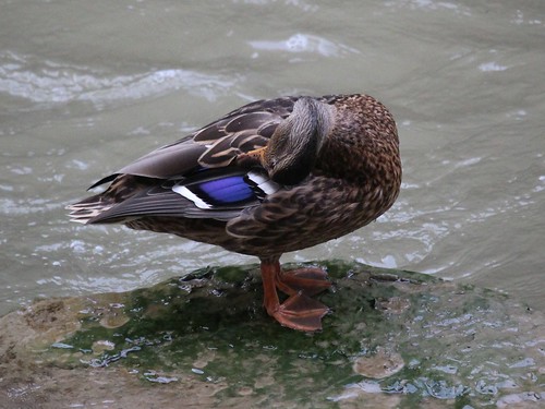 bird duck mallard slbpreening oshawa ontario canada can