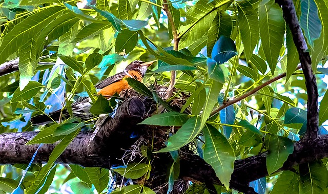 American Robin in her nest.