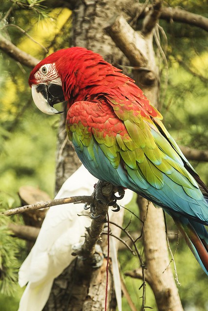 A Rainbow Macaw on A Tree