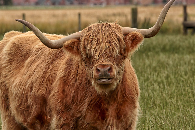 Cheeky Highland Bull