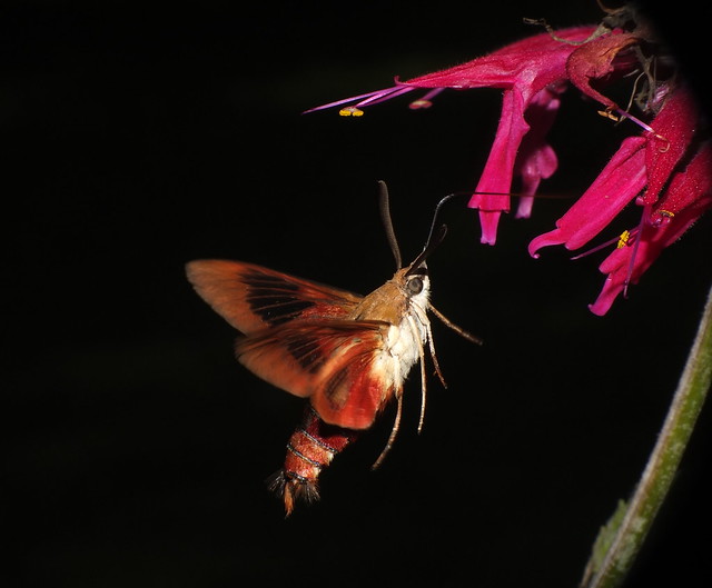 Moth Hummingbird in Flight to a Bee Balm Flower DSCF3117