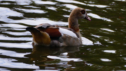 Egyptian goose on the water, West Park