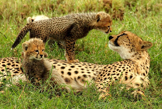 Guépards - Cheetah