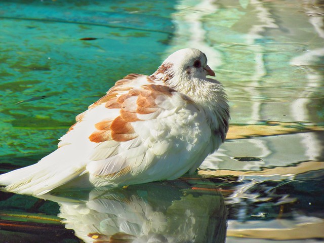 Dove on the water