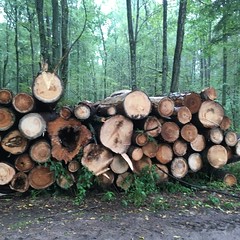 Bialowiezha logging