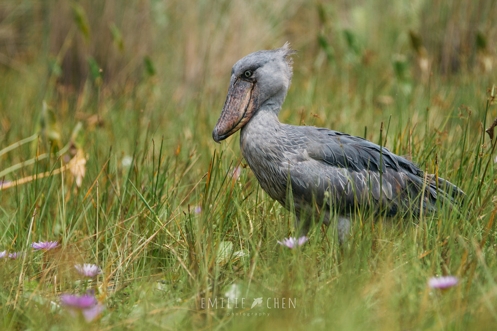 Shoebill stork, Uganda
