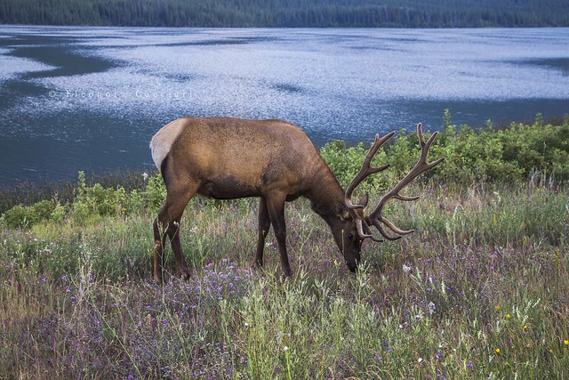 A deer, Canada