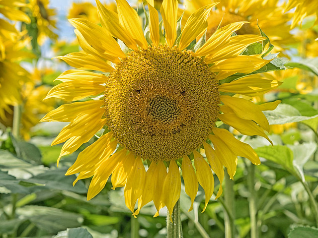 The Wigginton sunflowers say 'hi!'