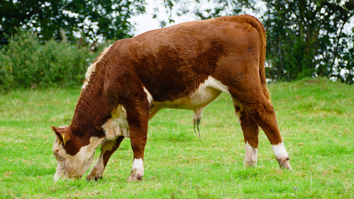 Hereford bull, half grown