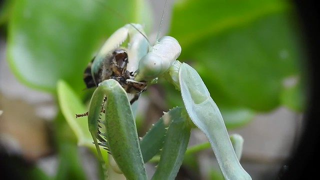 Praying mantis eating a bee Part 2