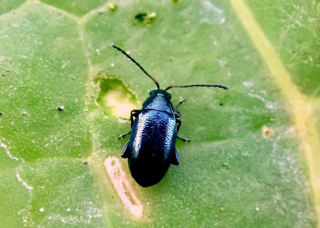Flea Beetle Chrysomelidae