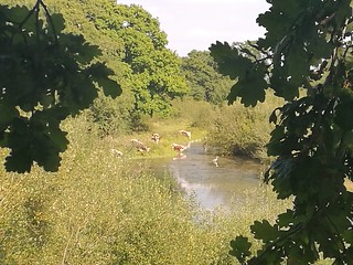photo from walk Old English Longhorn cattle cool down while Heron waits for fish at the lake, Knepp.