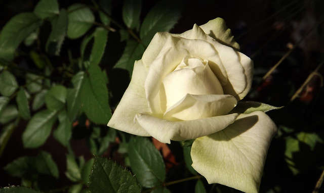 White Rose 02