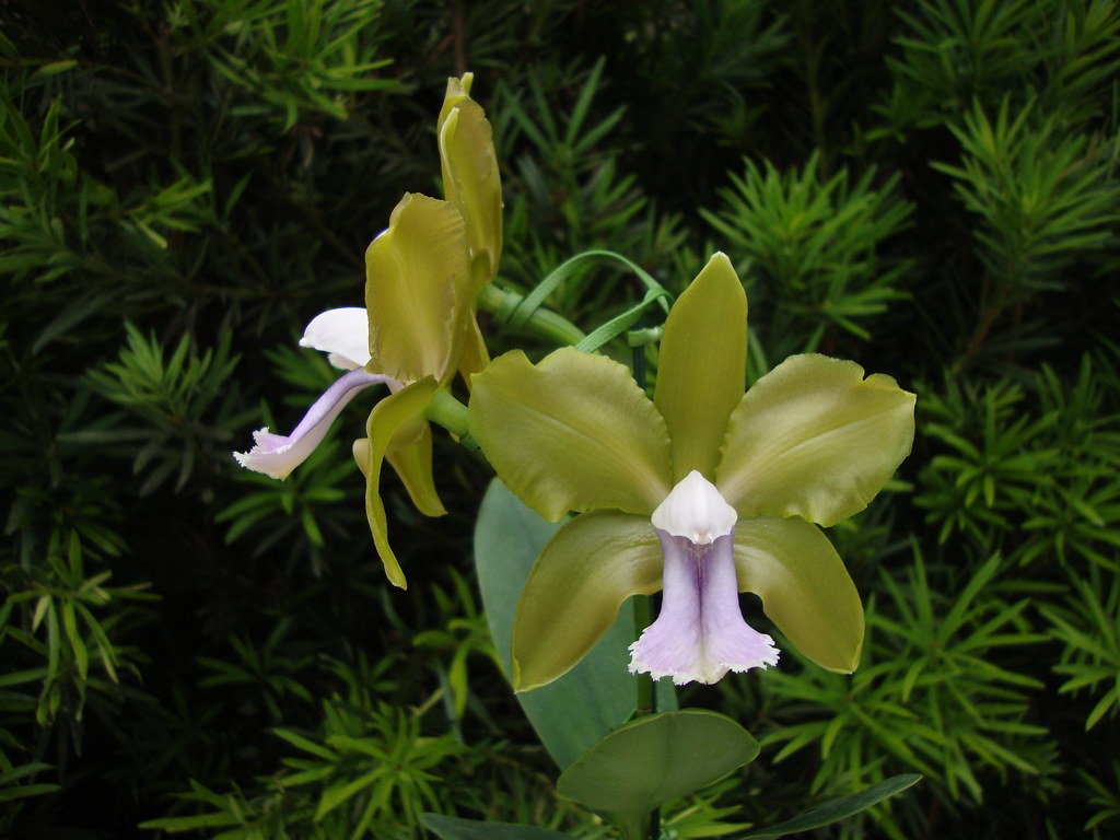 Cattleya bicolor coerulea