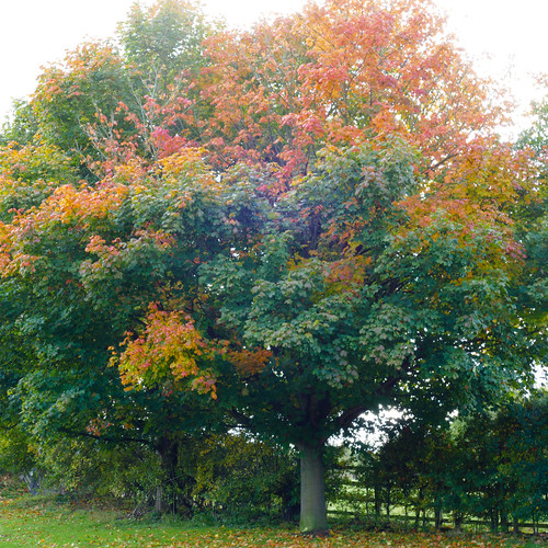 Autumnal maple, Himley