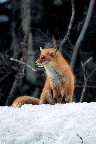 #fox https://t.co/I0BNFkWNp2