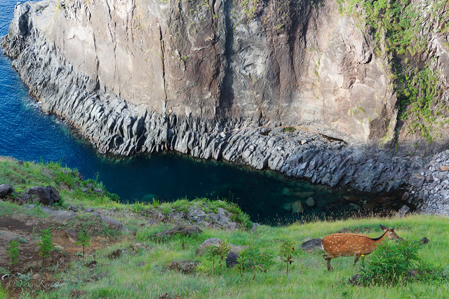 Deer on a cliff / 崖の上の鹿