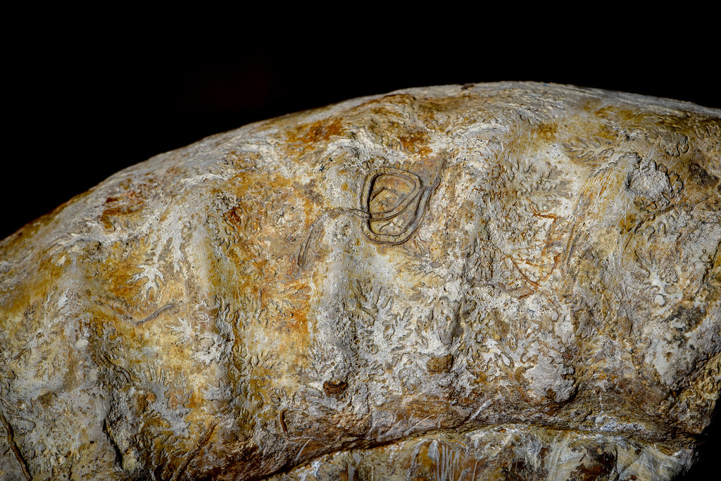 Ammonite fossilisée 4