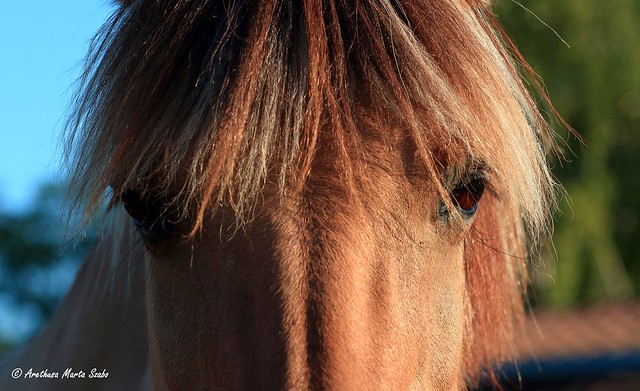 Look at me..into the eyes of a horse I can see the truth through of darkness and brightness