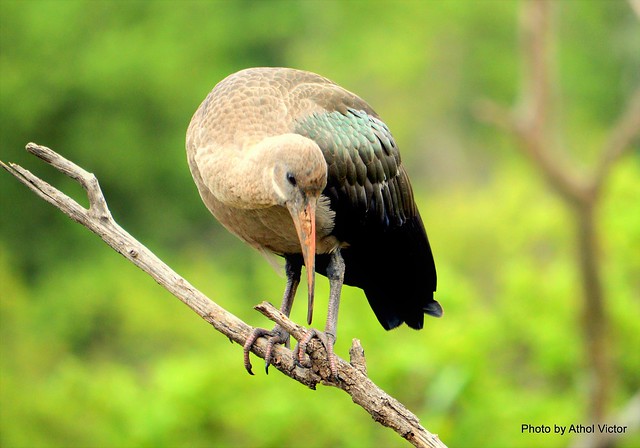 Hadedah Ibis (Bostrychia hagedash), is an ibis found in Sub-Saharan Africa.