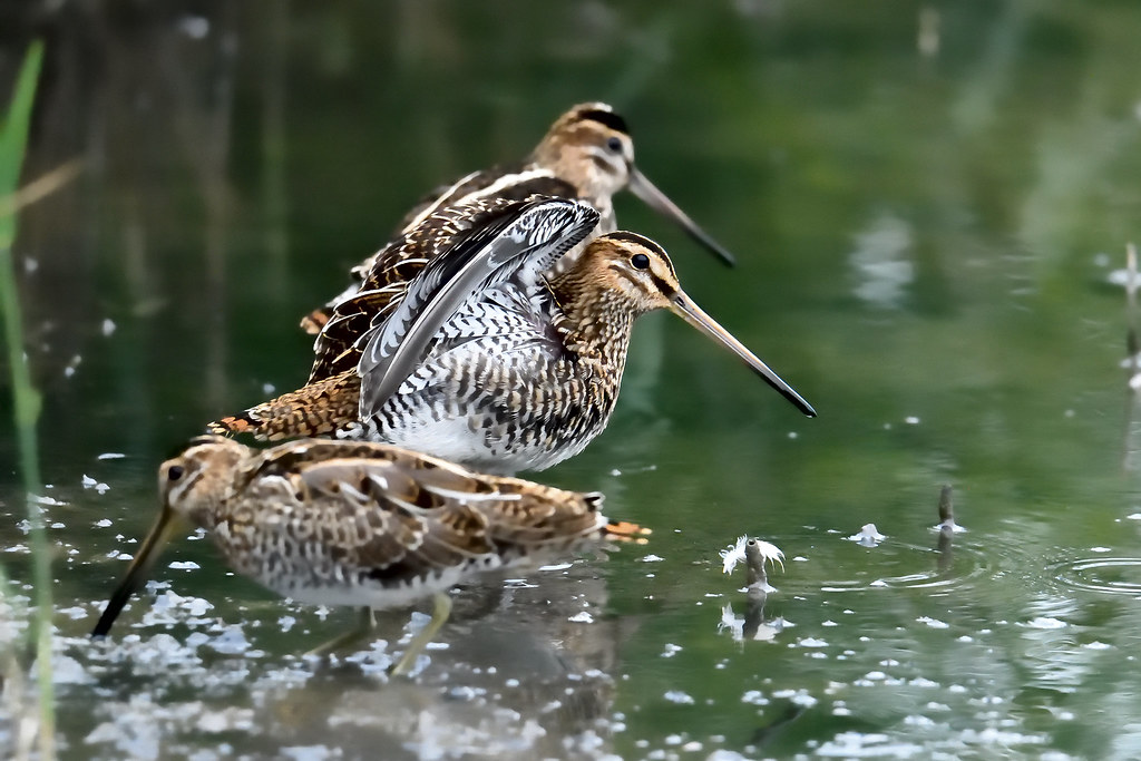 Common Snipe 2017-08-26_01