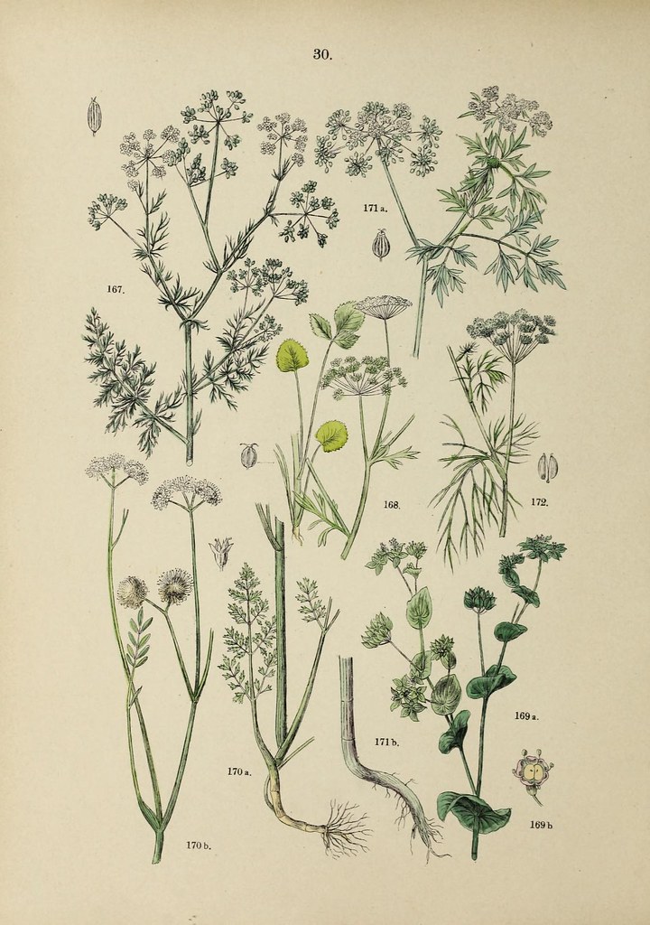 n125_w1150 | Botanischer bilder-atlas nach De Candolle's Nat… | Flickr