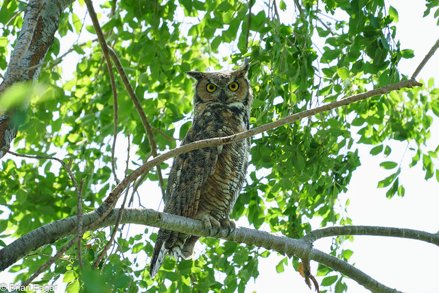 Great Horned Owl - Sigma 100-400
