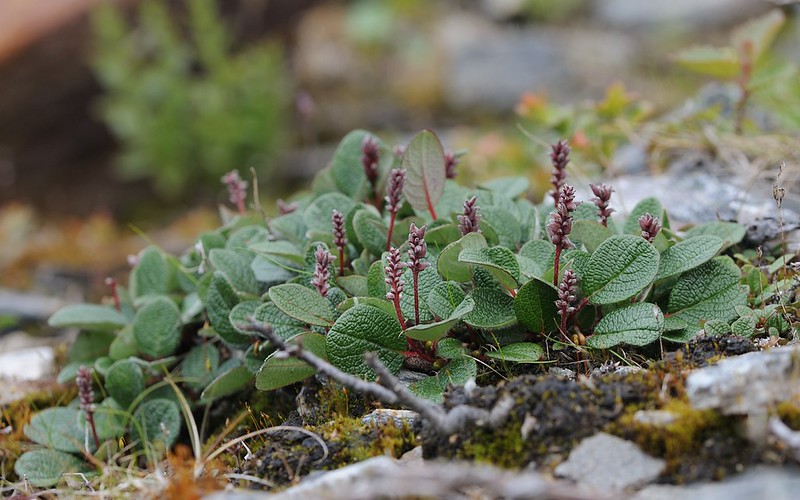 20160701-066F | Netz-Weide (Salix reticulata) bei Abisko. Lappland / Schweden, 01.07.2016