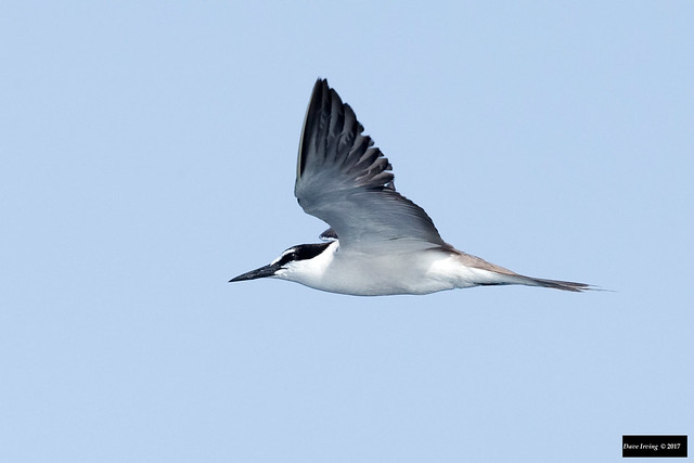 Bridled Tern (Onychoprion anaethetus anaethetus)