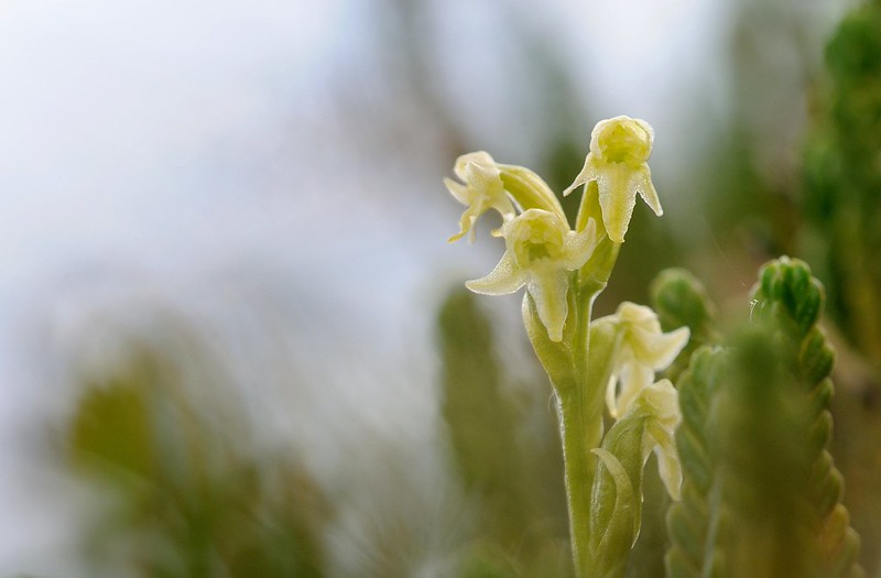 20160701-095P | Wenigblütige Waldhyazinthe (Platanthera oligantha) bei Abisko. Lappland / Schweden, 01.07.2016