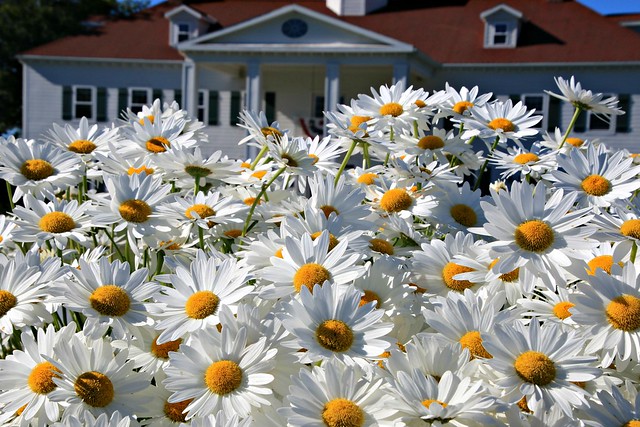 Daisies in front of the house