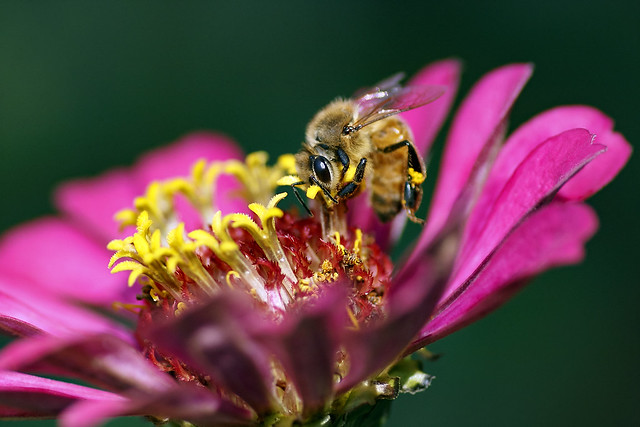 Honeybee working on the flower