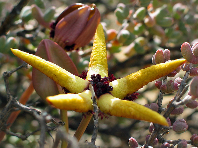 Tromotriche pedunculata ssp. pedunculata - E of skitterykloof, south africa 2
