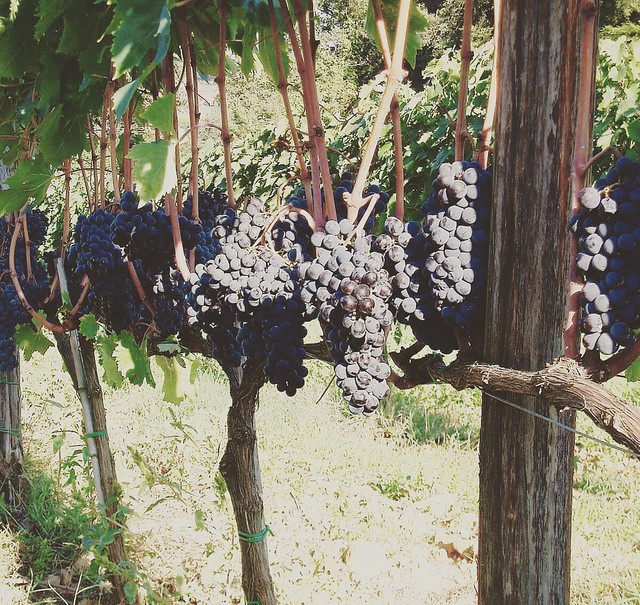 September is coming 🍷🍇 #like #follow #vendemmia #grapes #Montalcino #Tuscany #Italy #nature #wine #vineyard #travel #discover #enjoy