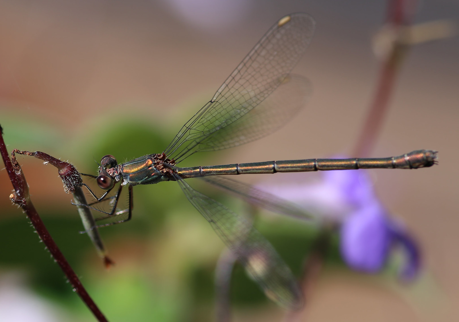 Libelle Dragonfly