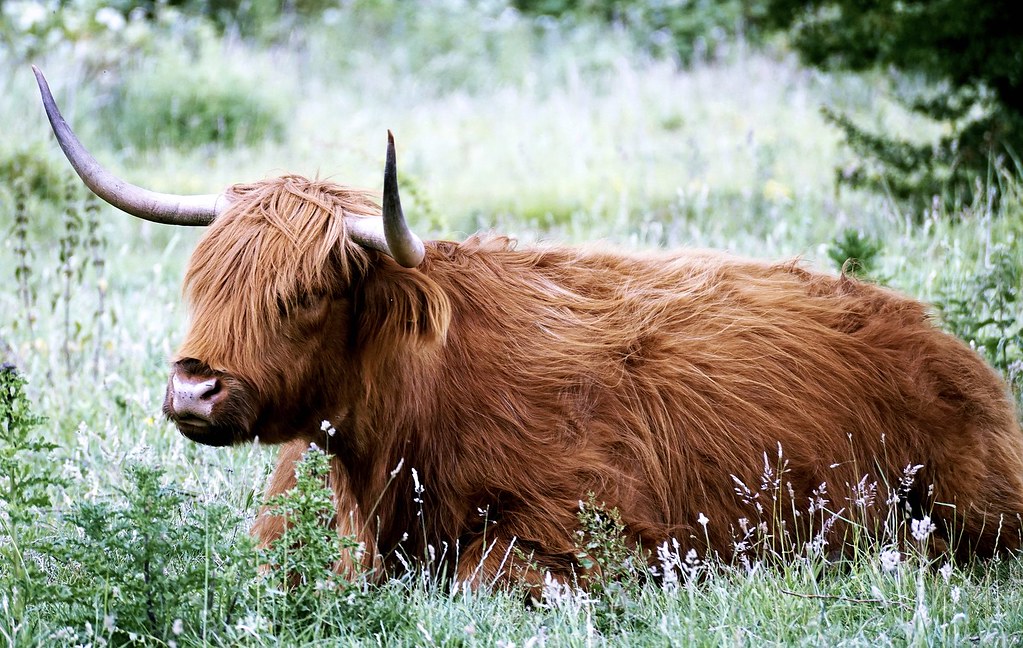 Source: wallboat.com/highland-cattle/
This is a free image you can use it.More free Images @ wallboat.com All images are Public Domain/Free and you can use any where for any purpose without any permission.Even you can use for commercial purpose.

#animal #wallpaper #freephotos #freeimages #business #education #beauty #fashion #architecture #cars #food #drink #landscapes #nature #people #religion #travel #vacation #science #technology #communication #love #relation #beach