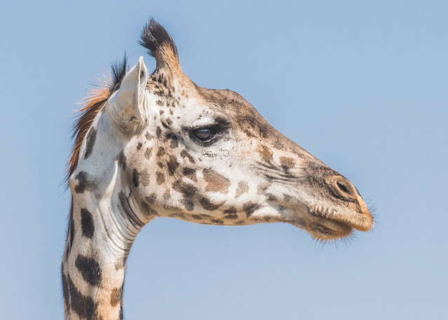 Masai Giraffe (female)