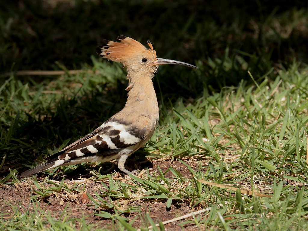 Hoopoe | This was the other one of the pair seen around the … | Flickr