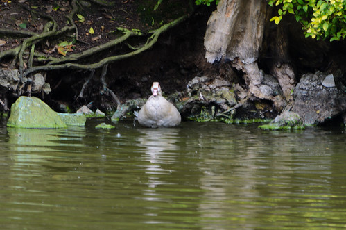 Egyptian goose, island shore, West Park