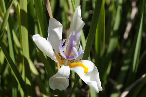 Showing Off | by The Rainbow Light