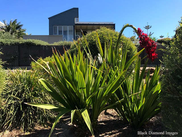 Doryanthes palmeri - Giant Spear Lily, Magenta Shores Golf Resort, near The Entrance, NSW