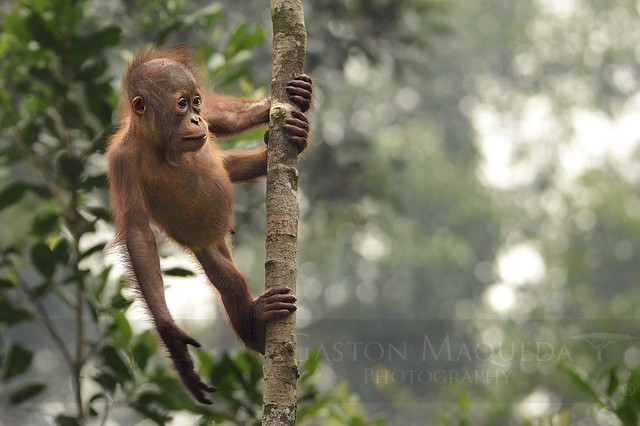 Orangutan De Borneo Bebe - Bornean Orangutan Baby - Tanjung Puting NP - Indonesia